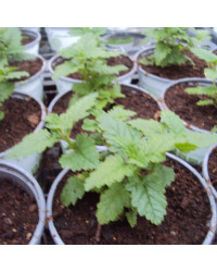 Verveine Sun Lady Red