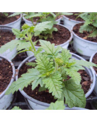Verveine Sun Lady Red