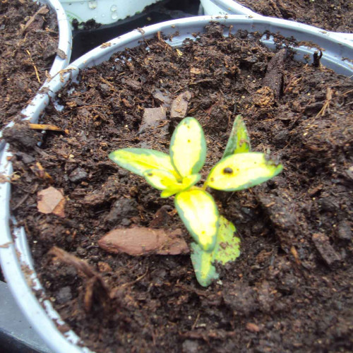 Vinca Minor (Petite Pervenche) Vivace Golden