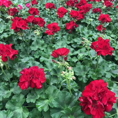 Geranium Lierre Double Calliope Dark Red