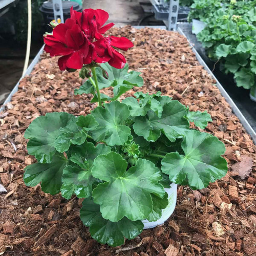 Geranium Lierre Double Calliope Dark Red