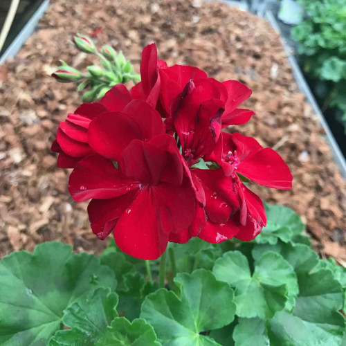 Geranium Lierre Double Calliope Dark Red