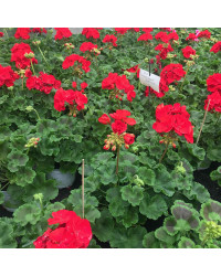 Geranium Zonal Americana Deep Red Fisrodark