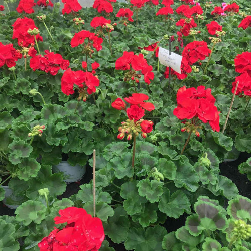 Geranium Zonal Americana Deep Red Fisrodark