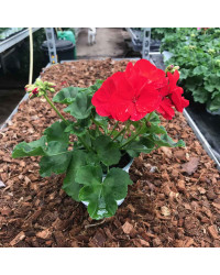 Geranium Zonal Americana Deep Red Fisrodark