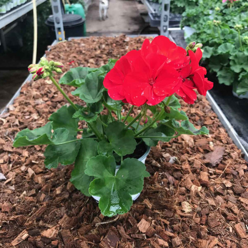 Geranium Zonal Americana Deep Red Fisrodark