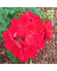 Geranium Zonal Americana Deep Red Fisrodark