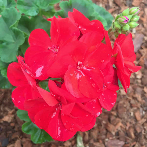 Geranium Zonal Americana Deep Red Fisrodark