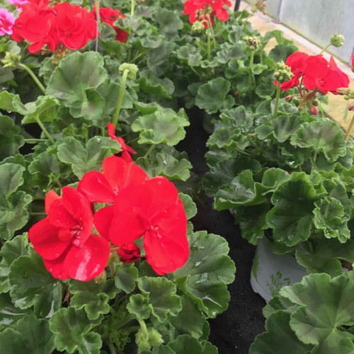 Geranium Zonal Americana Deep Red Fisrodark