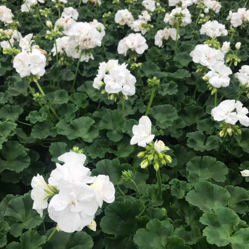 Geranium Zonal Classic White