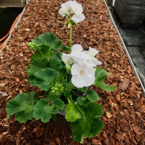 Geranium Zonal Classic White