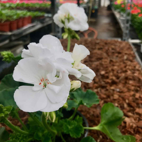 Geranium Zonal Classic White