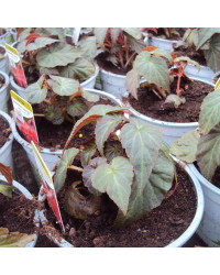Begonia Summerwings Dark Elegance rouge