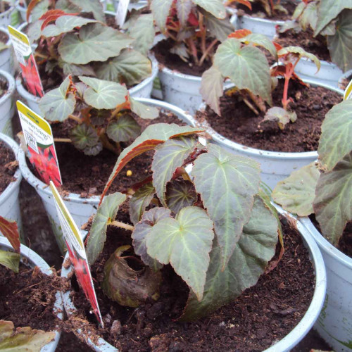 Begonia Summerwings Dark Elegance rouge