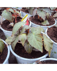 Begonia Summerwings Dark Elegance rouge