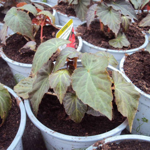 Begonia Summerwings Dark Elegance rouge