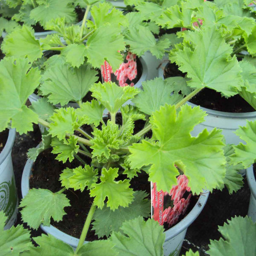 Pelargonium Candy Peach Cloud