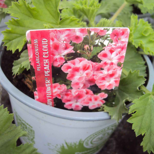 Pelargonium Candy Peach Cloud