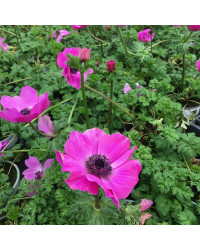 Anemone Coronaria Rose