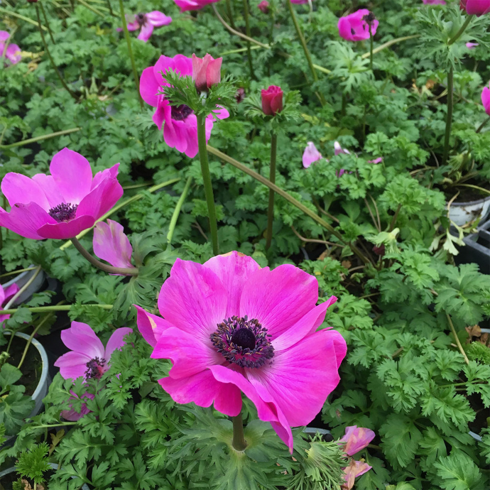 Acheter Anemone Coronaria Rose sur Coclicoh.com