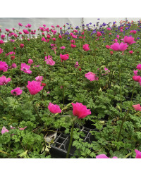 Anemone Coronaria Rose