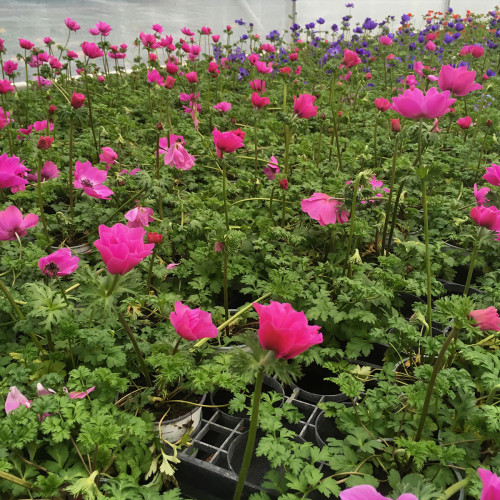 Anemone Coronaria Rose