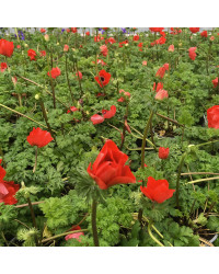 Anemone Coronaria Rouge