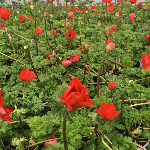 Anemone Coronaria Rouge