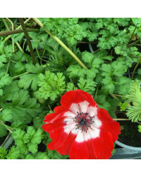 Anemone Coronaria Rouge