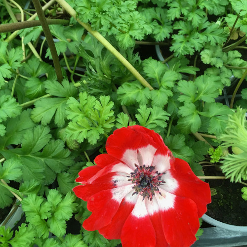 Anemone Coronaria Rouge