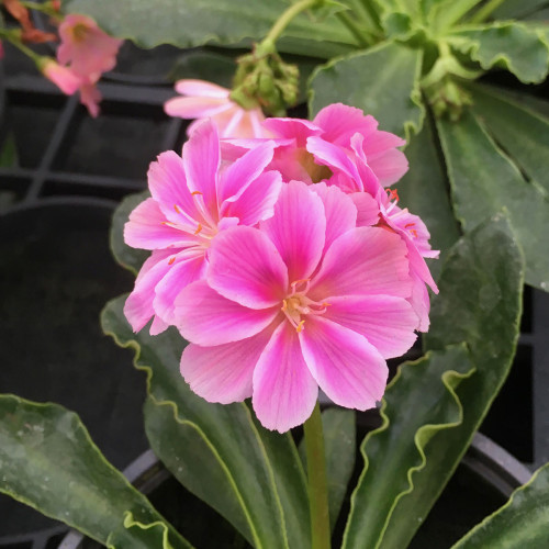 Lewisia Cotyledon Elise Rose