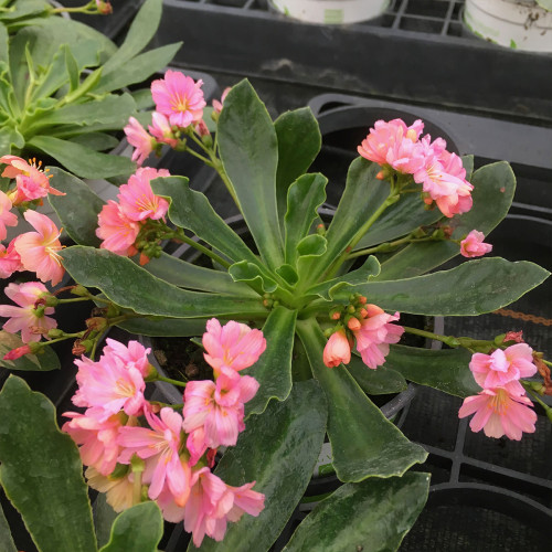 Lewisia Cotyledon Elise Rose