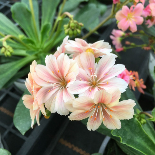 Lewisia Cotyledon Elise Blanc