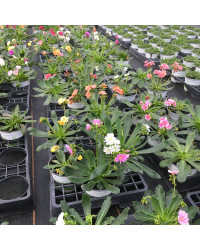 Lewisia Cotyledon Elise Blanc