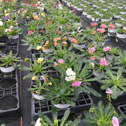 Lewisia Cotyledon Elise Blanc