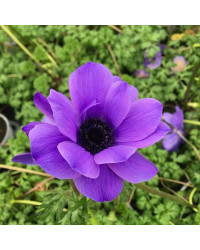 Anemone Coronaria Bleue