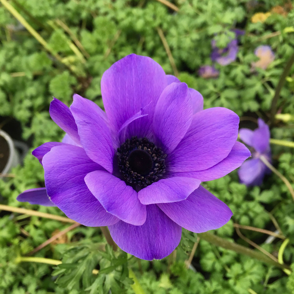 Anemone Coronaria Bleue