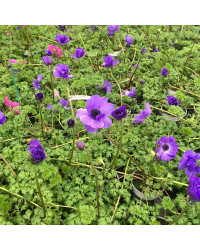 Anemone Coronaria Bleue