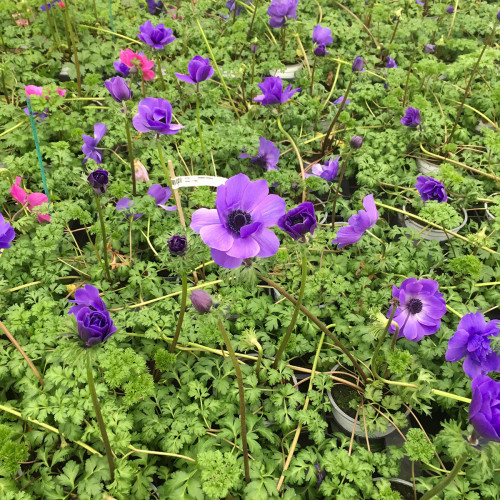 Anemone Coronaria Bleue