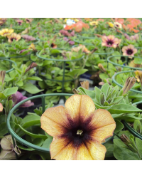 Petunia Cascadias Autumn Mystery