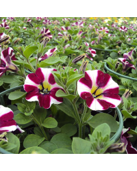 Petunia Cascadias Bicolor Cabernet