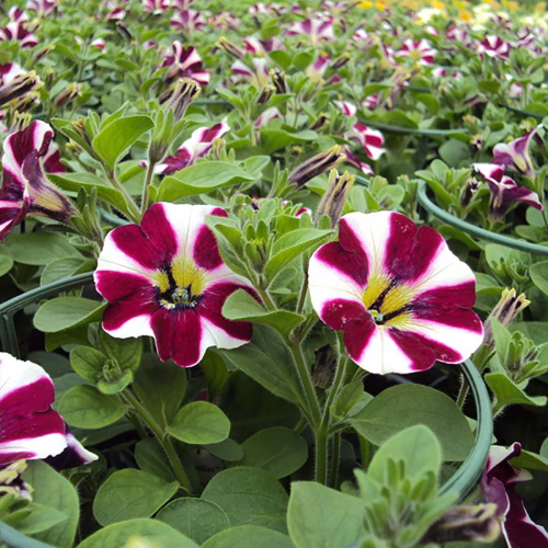 Petunia Cascadias Bicolor Cabernet