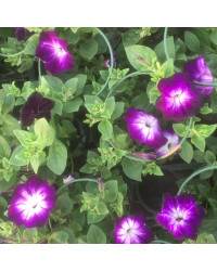 Petunia Sanguna Twirl Blue