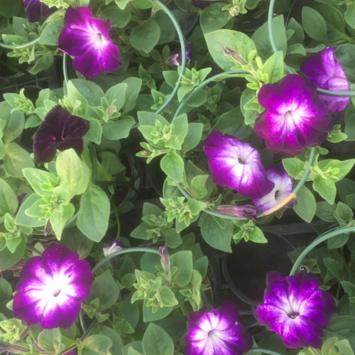 Petunia Sanguna Twirl Blue