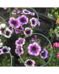 Surfinia Compact Purple Halo