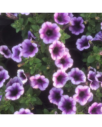 Surfinia Compact Purple Halo