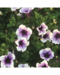 Surfinia Cascade Sweetunia Purple Spotlight