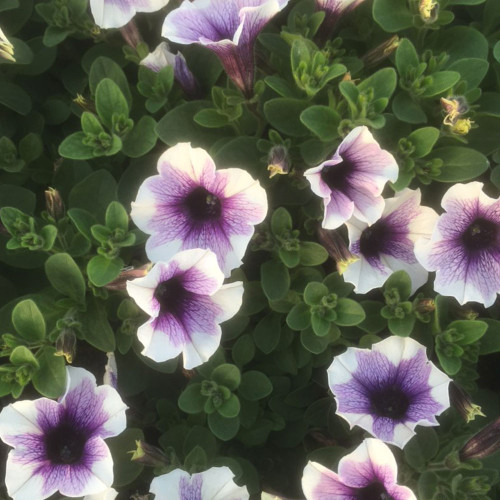 Surfinia Cascade Sweetunia Purple Spotlight