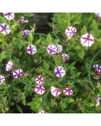 Sauge Farinacea Strata