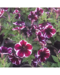 Surfinia Cascade Sweetunia Miss Marvelous